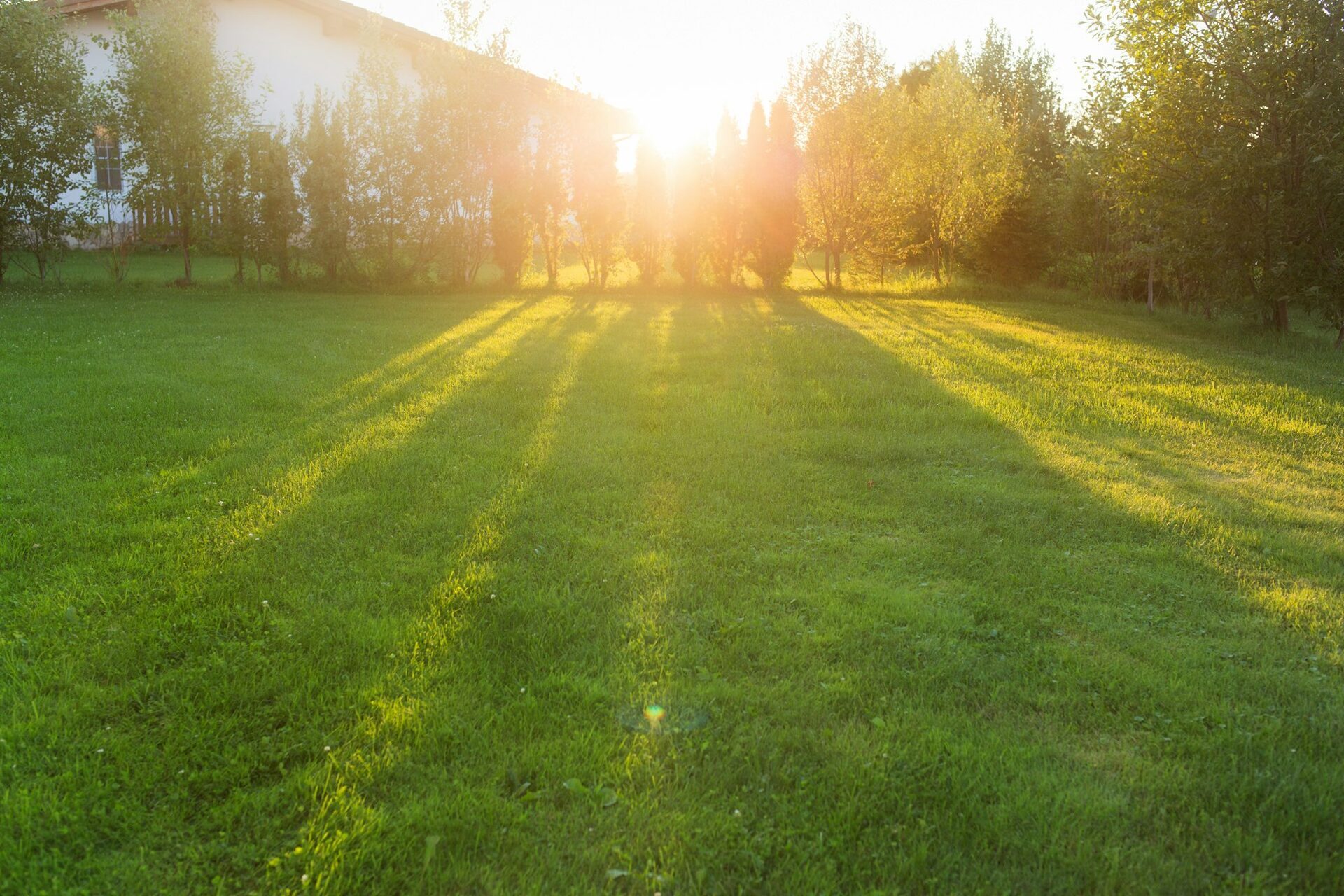 Evening sun across a lush green residential backyard lawn in the Comox Valley