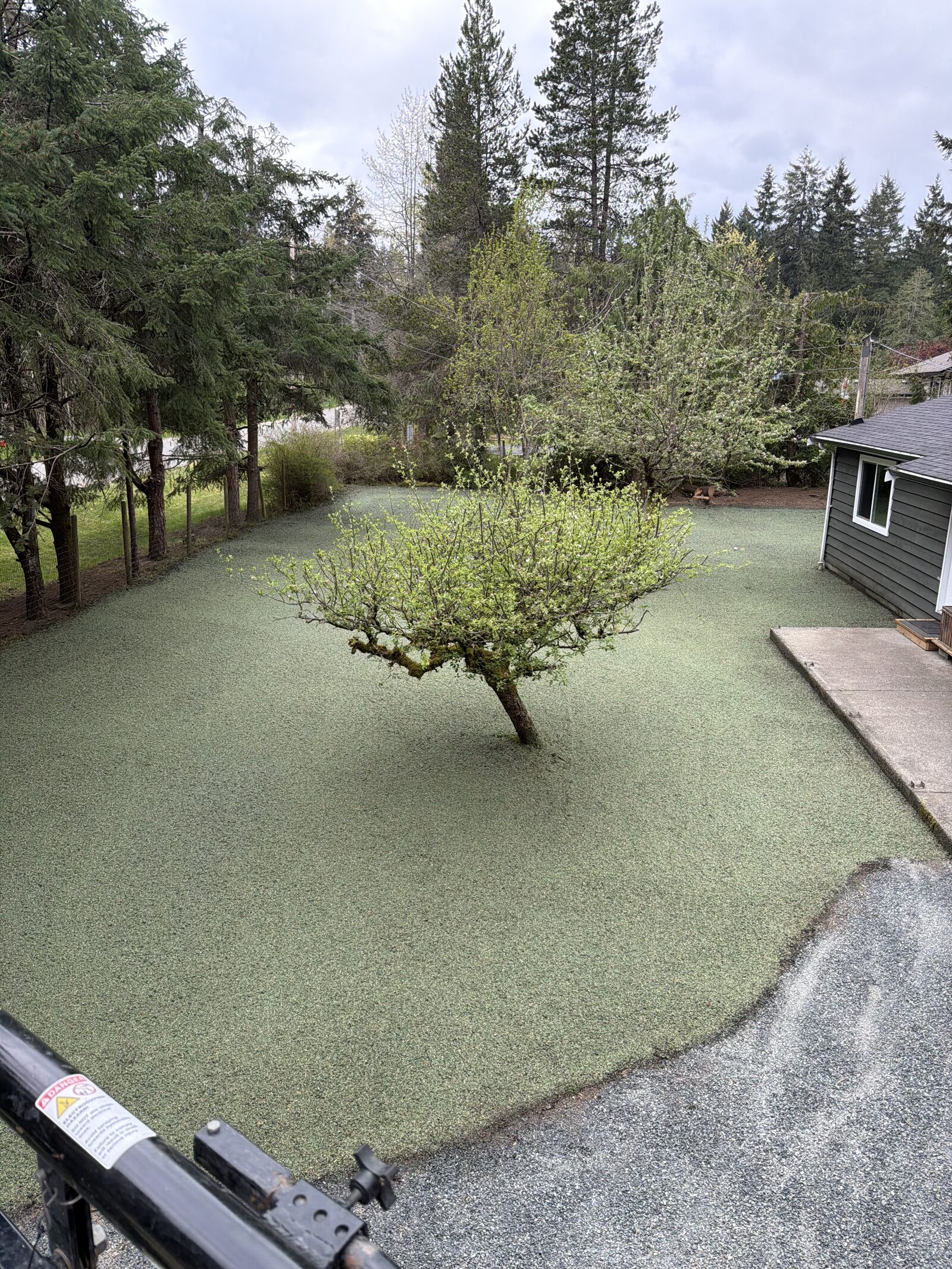 Freshly hydroseeded residential backyard with green mulch around a mature tree